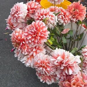 Meet your Posher, Eden